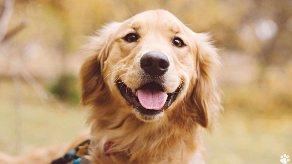Hansemerkur Hundekrankenversicherung