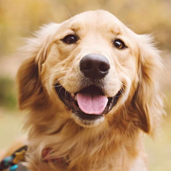 Hansemerkur Hundekrankenversicherung – Schutz für den besten Freund des Menschen